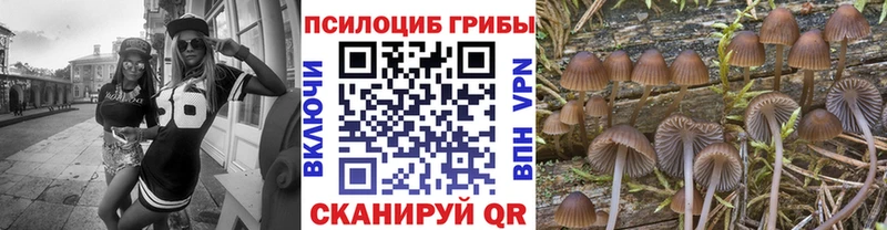 купить   Апрелевка  Псилоцибиновые грибы GOLDEN TEACHER 